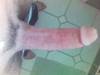 Picture_38_.jpg