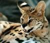 Serval_head.jpg