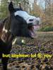 HorseLaugh.jpg